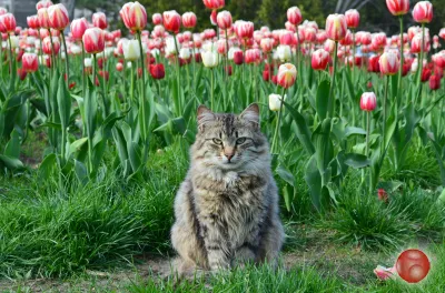 Почему изоморфна минерализация?